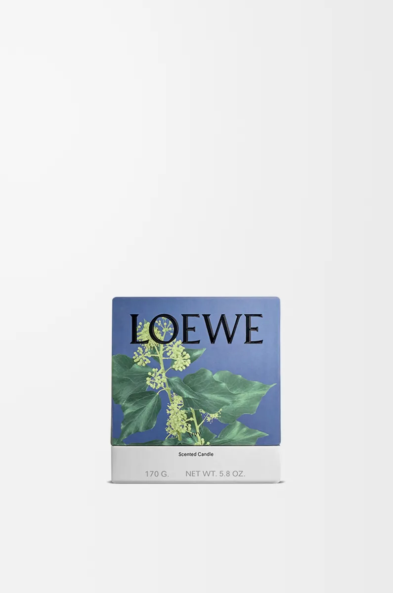 常春藤香精蜡烛